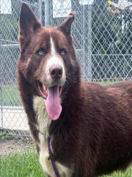HERSHEY -  Siberian Husky and Mixed Breed Dog for Adoption in Conroe, Texas - HERSHEY | PetCurious
