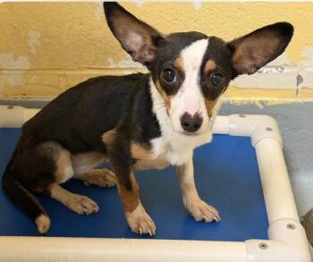 Kenly -  Chihuahua Dog for Adoption in Tulsa, Oklahoma - Kenly | PetCurious