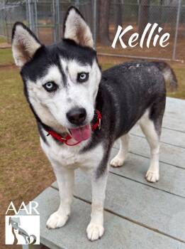 Husky Dogs Available for Adoption - Kellie | PetCurious