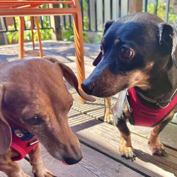 Norman & Carlos -  Dachshund Dog for Adoption in Portland, Oregon - Norman & Carlos | PetCurious