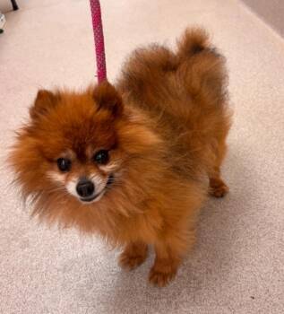 Pomeranian Dogs Available for Adoption - Pudgy | PetCurious