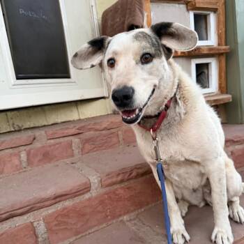 Froggy -  Mixed Breed Dog for Adoption in Moab, Utah - Froggy | PetCurious