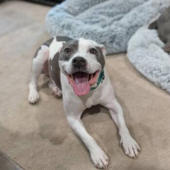 Wren -  Mixed Breed Dog for Adoption in Manchester, Tennessee - Wren | PetCurious