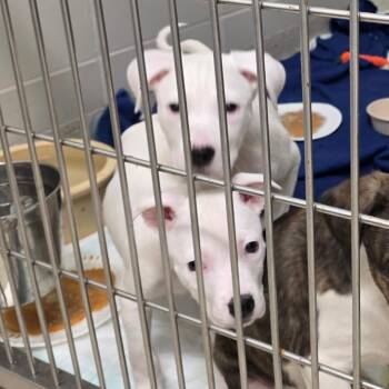 Mixed Breed Dogs Available for Adoption - Scout | PetCurious