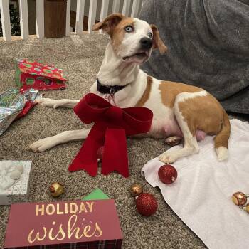 Chelsea -  American Staffordshire Terrier Dog for Adoption in Lynchburg, Virginia - Chelsea | PetCurious