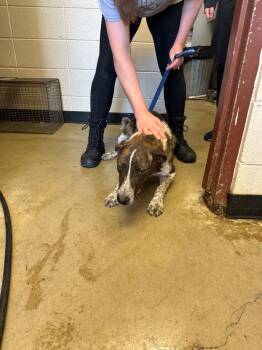 Orion -  Mixed Breed Dog Available for Adoption in Rock Springs, Wyoming - Orion | PetCurious