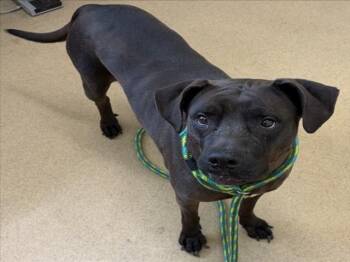 Labrador Retriever and Pit Bull Terrier Dogs Available for Adoption in Derwood, Maryland - RAVEN | PetCurious