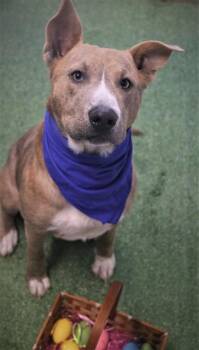 Reuben James 23 -  Australian Cattle Dog Blue Heeler and Mixed Breed Dog for Adoption in Brookhaven, Mississippi - Reuben James 23 | PetCurious