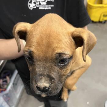 Boxer Dogs Available for Adoption in Yuma, Arizona - Vicky | PetCurious