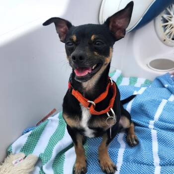 Harpy -  Chihuahua Dog for Adoption - Harpy | PetCurious