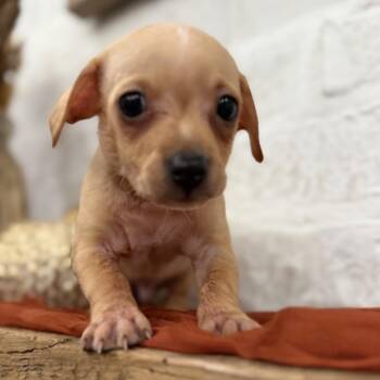 Tom -  Chihuahua and Dachshund Dog for Adoption in Baton Rouge, Louisiana - Tom | PetCurious