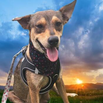 Labrador Retriever and Australian Shepherd Dogs Available for Adoption in New York, New York - QUEEN JANE (MOM TO THE DISNEY LITTER) (OUT OF TOWN) | PetCurious