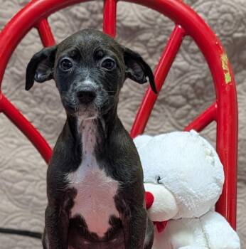 Dolly -  Labrador Retriever Dog for Adoption in Horn Lake, Mississippi - Dolly | PetCurious