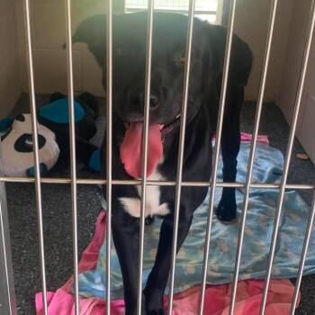 Black Labrador Retriever and Mixed Breed Dogs Available for Adoption in Buchanan Dam, Texas - Willy | PetCurious