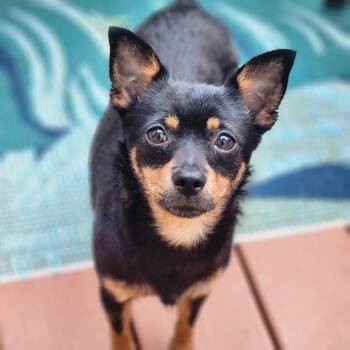 Maisey -  Chihuahua Dog for Adoption in Cumming, Georgia - Maisey | PetCurious