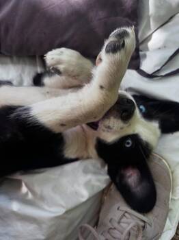 Spiritual Gangsters : Dao -  Border Collie and Beagle Dog for Adoption in Aurora, Indiana - Spiritual Gangsters : Dao | PetCurious