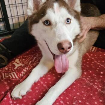 Rescue Siberian Husky Dogs for Adoption in Salem, New Hampshire - Lucky | PetCurious