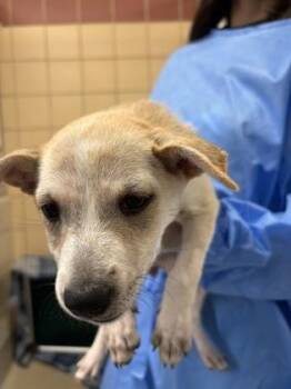 Shepherd and Mixed Breed Dogs Available for Adoption in San Antonio, Texas - Lola | PetCurious