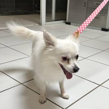 Charley -  Papillon and Mixed Breed Dog for Adoption in Ojai, California - Charley | PetCurious