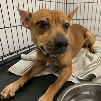Scout - Chino Hills Location -  Terrier and Mixed Breed Dog for Adoption in Chino Hills, California - Scout - Chino Hills Location | PetCurious
