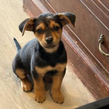 Kevin -  Mixed Breed Dog for Adoption in Southside, Tennessee - Kevin | PetCurious