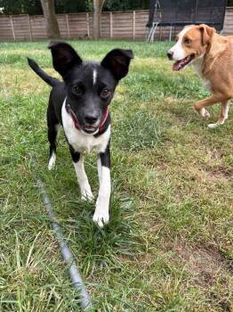 emilia -  Border Collie Dog for Adoption in Indianapolis, Indiana - Emilia | PetCurious