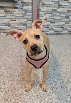 Rescue Pit Bull Terrier Dogs for Adoption in Carson City, Nevada - Valkyrie | PetCurious