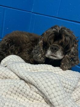 Rescue Cocker Spaniel Dogs for Adoption in Muskegon, Michigan - Pamela | PetCurious