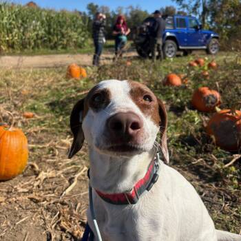 Darcy -  Pointer Dog for Adoption in New Boston, New Hampshire - Darcy | PetCurious