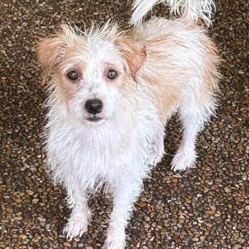 Trecie -  Chihuahua Dog for Adoption in Sarasota, Florida - Trecie | PetCurious