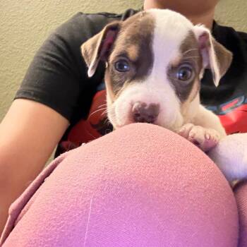 Salmon -  Pit Bull Terrier and Terrier Dog for Adoption in Incline Village, Nevada - Salmon | PetCurious