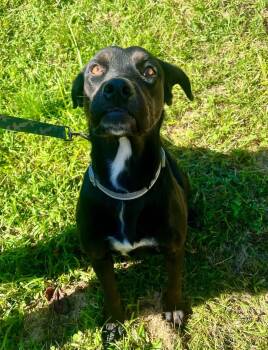 Libra -  Doberman Pinscher and Labrador Retriever Dog for Adoption in Salem, West Virginia - Libra | PetCurious