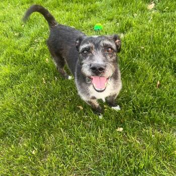 Schnauzer and Wirehaired Terrier Dogs Available for Adoption in Dysart, Iowa - Pedro | PetCurious