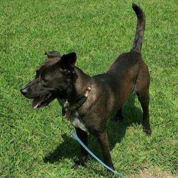 Bruno -  Dutch Shepherd and Labrador Retriever Dog for Adoption in Nashville, Tennessee - Bruno | PetCurious