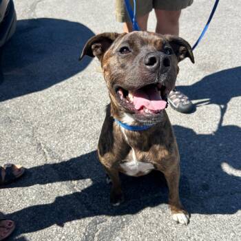 Rescue Pit Bull Terrier Dogs for Adoption in Lexington, Kentucky - Buddy | PetCurious
