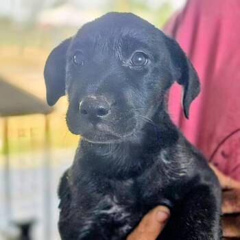 Belgian Shepherd Malinois and Pit Bull Terrier Dogs Available for Adoption in Midland, Texas - Tessa | PetCurious
