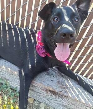 POPPY -  German Shepherd Dog Dog for Adoption in Killeen, Texas - POPPY | PetCurious