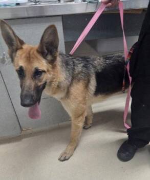 German Shepherd Dog Dogs Available for Adoption - Alma | PetCurious