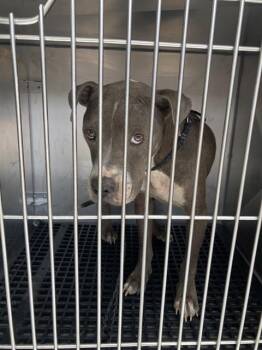 GUMBY -  Mixed Breed Dog for Adoption in Dallas, Texas - GUMBY | PetCurious