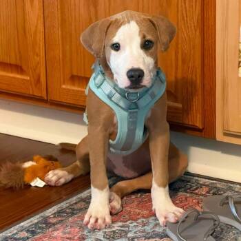 Rue -  Pit Bull Terrier Dog for Adoption in Baltimore, Maryland - Rue | PetCurious