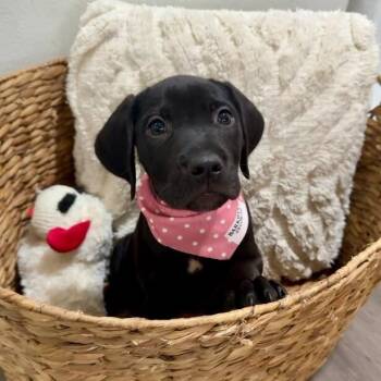 Scarlett Rose Bay -  Black Labrador Retriever and Labrador Retriever Dog for Adoption in Friendswood, Texas - Scarlett Rose Bay | PetCurious