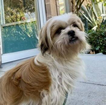 Kenji -  Shih Tzu Dog Available for Adoption in San Jose, California - Kenji | PetCurious