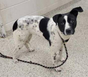 Mixed Breed Dogs Available for Adoption in Kansas City, Missouri - Irma | PetCurious