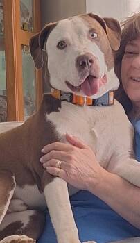 American Staffordshire Terrier and Pit Bull Terrier Dogs Available for Adoption in Washington, District Of Columbia - Roscoe (aka Fudge) | PetCurious