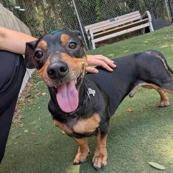 Dachshund Dogs Available for Adoption in Lakeland, Florida - Percy | PetCurious