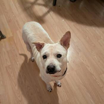 Alazar -  Mixed Breed Dog for Adoption in Fredericksburg, Virginia - Alazar | PetCurious