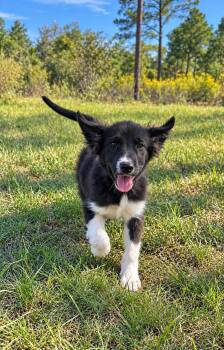 Jasper -  Border Collie Dog for Adoption in Dallas, Texas - Jasper | PetCurious