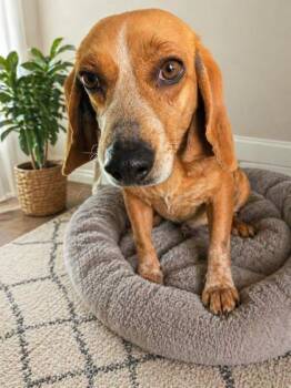 Beagle Dogs Available for Adoption in Malvern, Pennsylvania - Nola | PetCurious