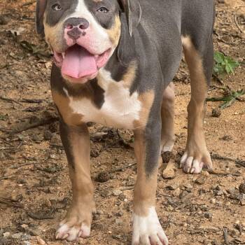 Kayda -  American Bully Dog for Adoption in Fredericksburg, Virginia - Kayda | PetCurious