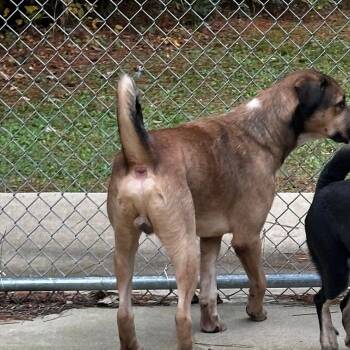 Rescue Mixed Breed Dogs for Adoption in Gadsden, Alabama - ELM 40 | PetCurious